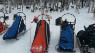 Командный чемпионат и первенство ПКГО по снежным дисциплинам ездового спорта